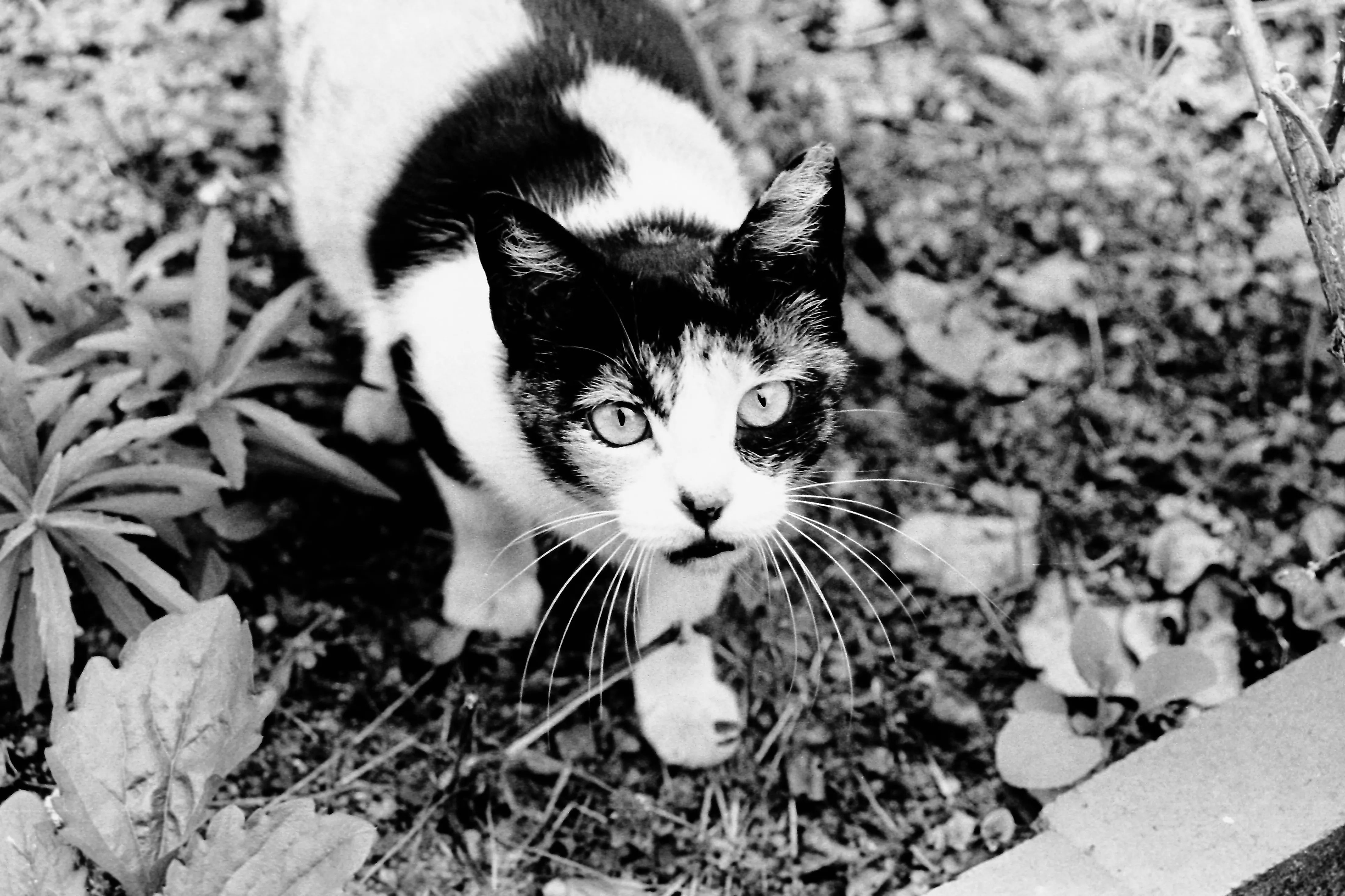 白黒三毛猫