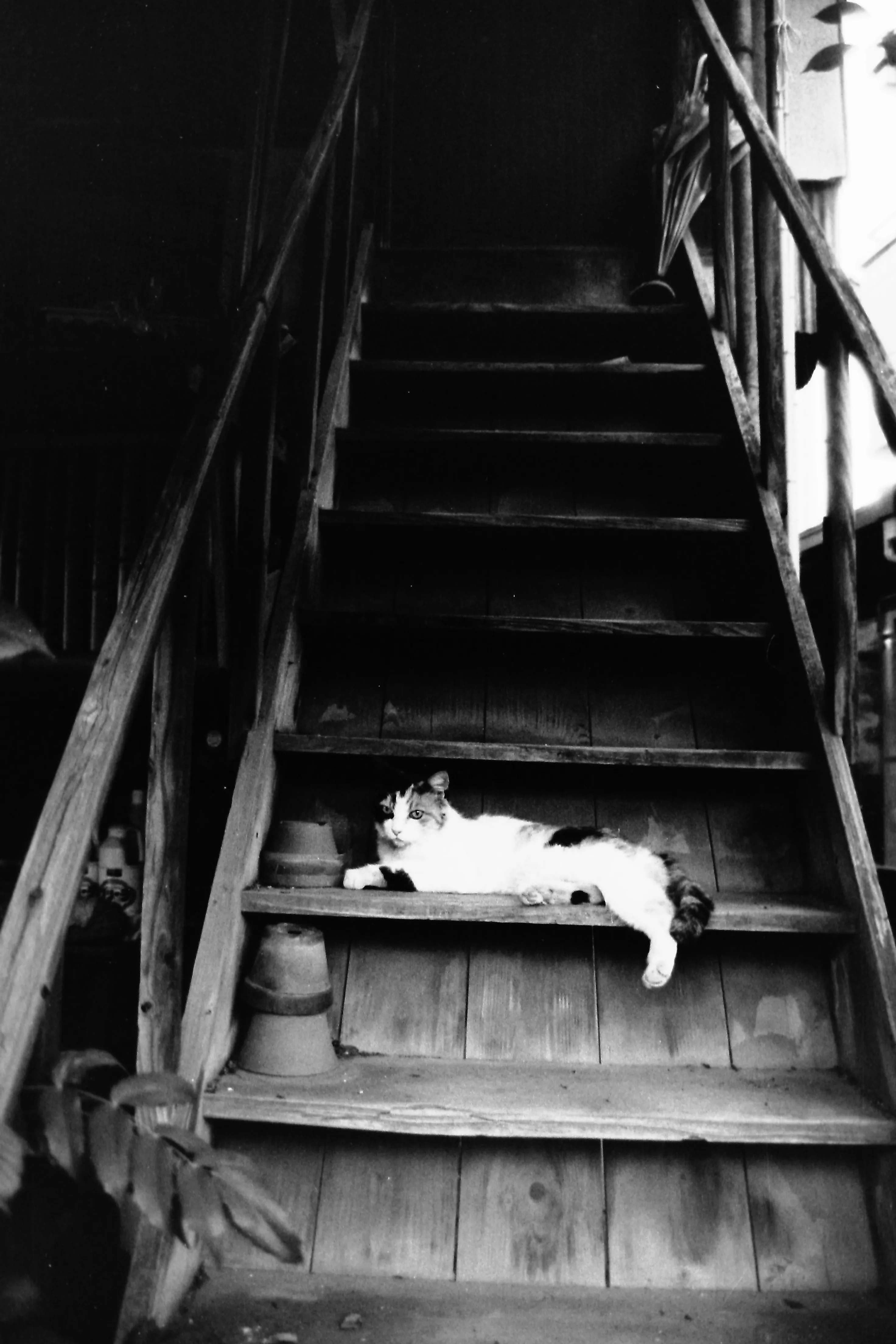 三川屋の猫