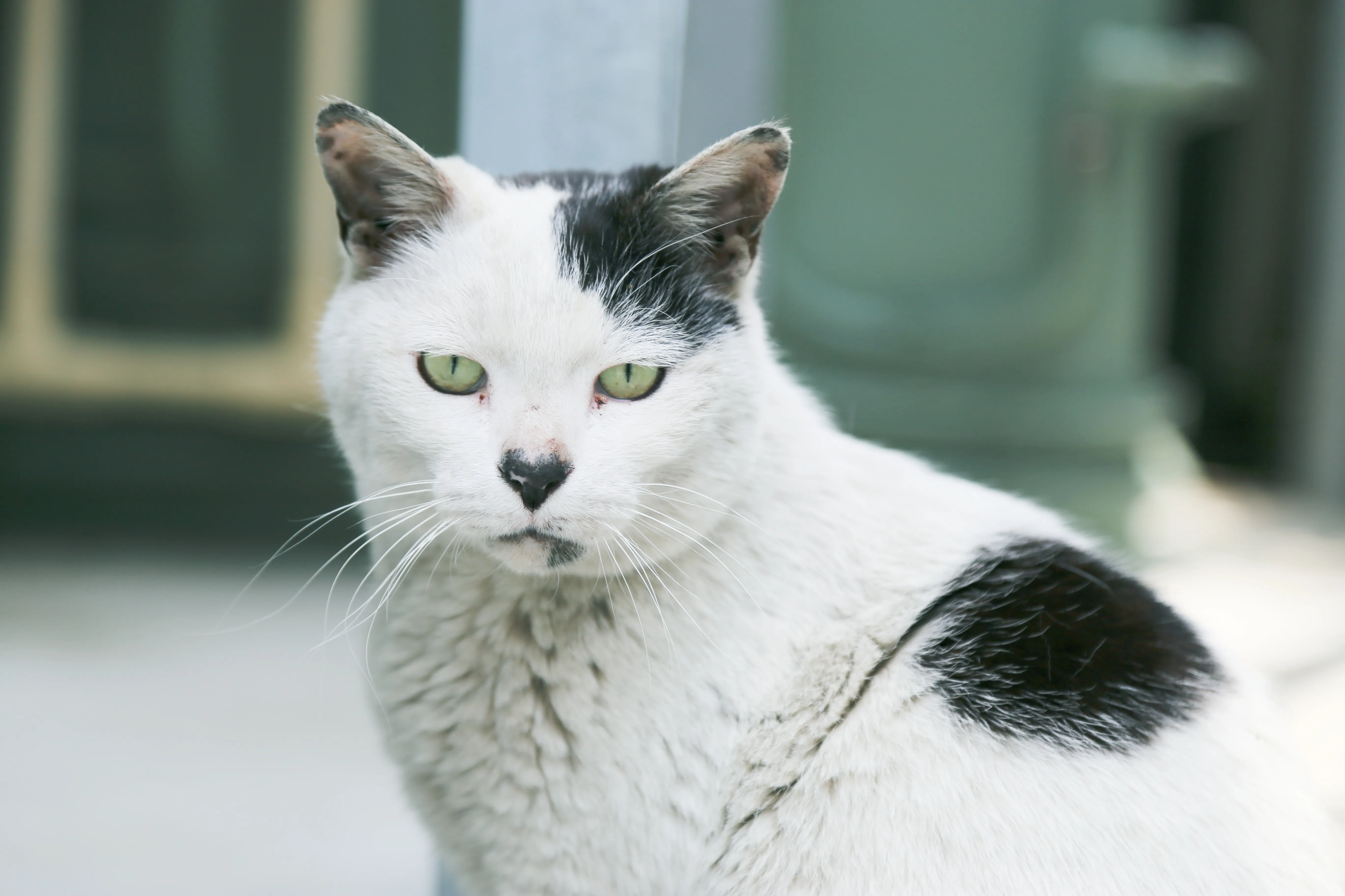 緑猫